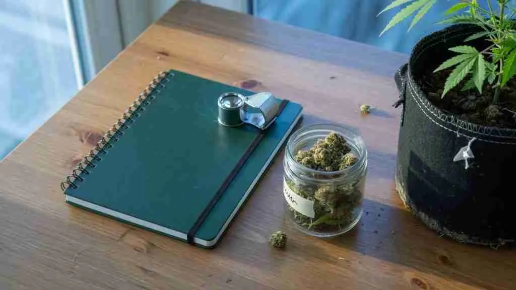 Closed grow notebook, jeweler loupe, and a jar of dried cannabis beside a young plant