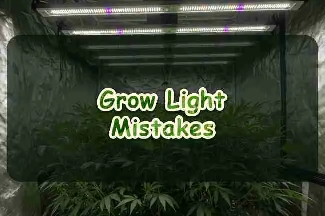 Growers Biggest Mistakes Using Cannabis Growing Lights