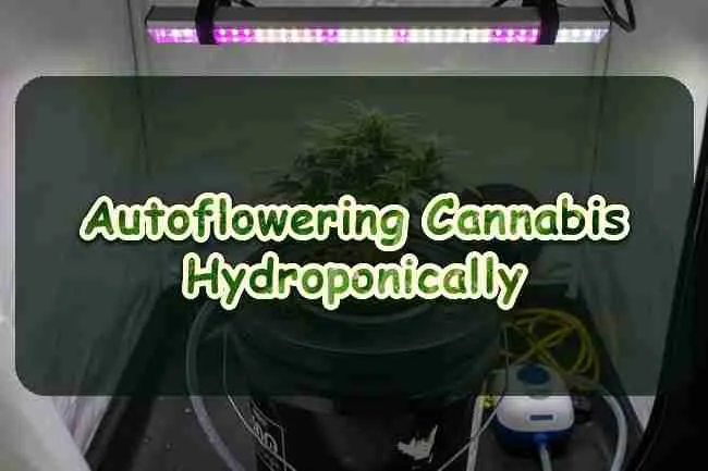 Autoflowering cannabis hydroponically