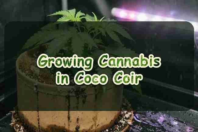 Growing Cannabis in Coco Coir: Your Foolproof Guide