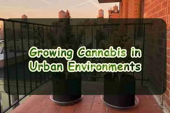 Growing cannabis in urban environments