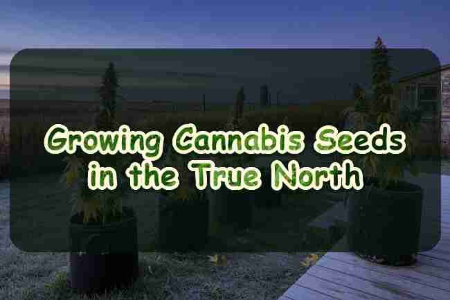 Growing Cannabis Seeds in the True North