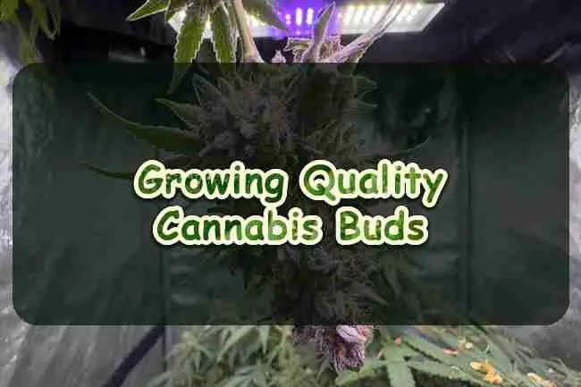Growing Quality Cannabis Buds