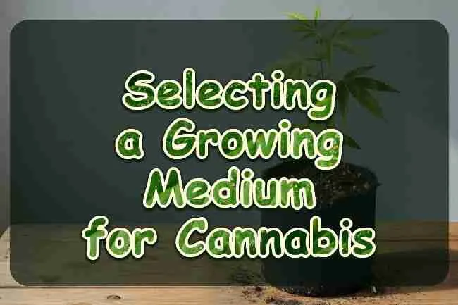A young cannabis plant in a pot of dark soil