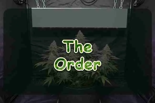 A flowering cannabis plant under a lamp in a tent