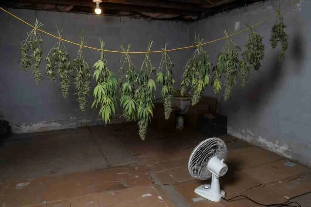 Harvested cannabis branches hanging to dry on a line in a dim Canadian basement with a small fan and cardboard on the floor