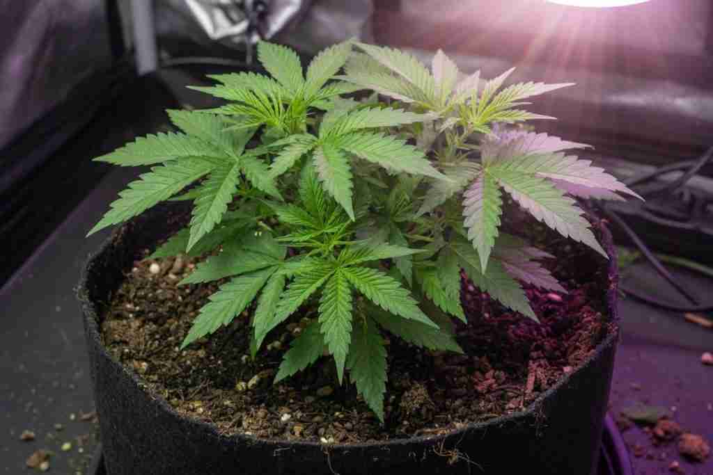 Healthy vegetative cannabis plant in dark soil under a grow light