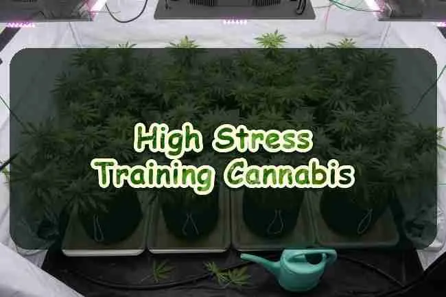 High Stress Training Cannabis