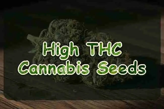 High THC Cannabis Seeds