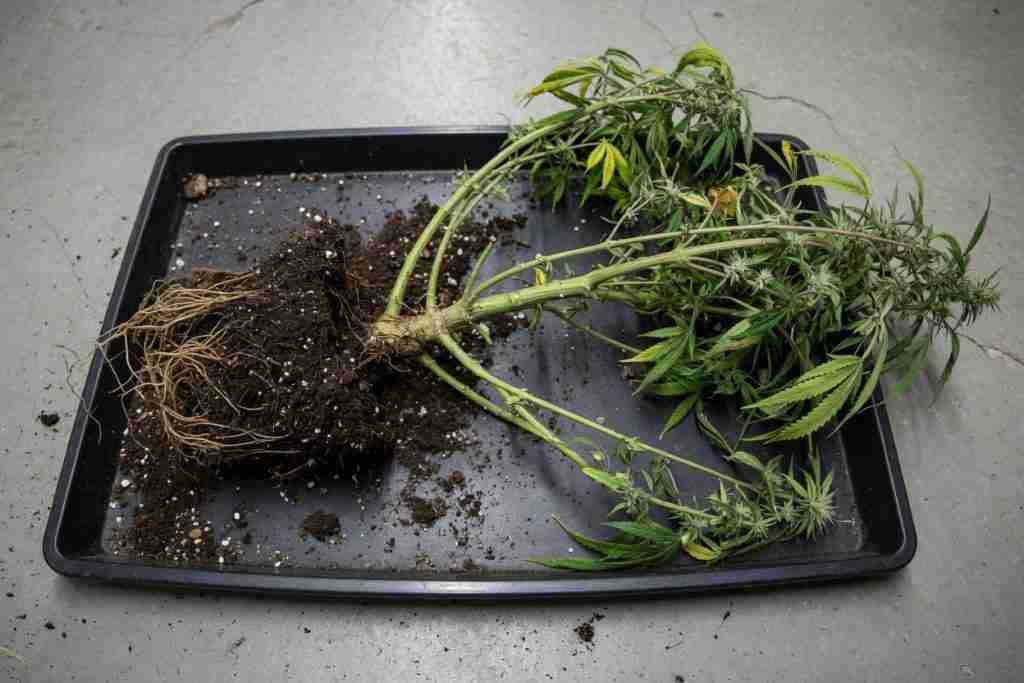 Whole cannabis plant pulled with roots still attached