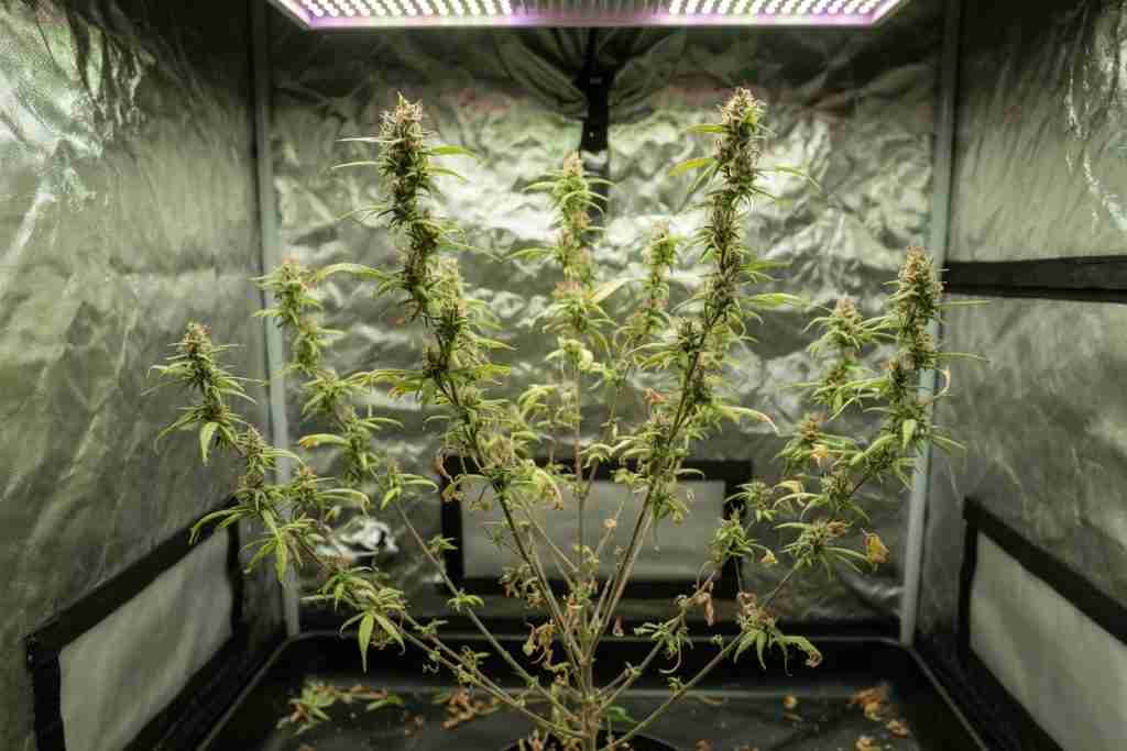 Cannabis with thin loose flower in a tent