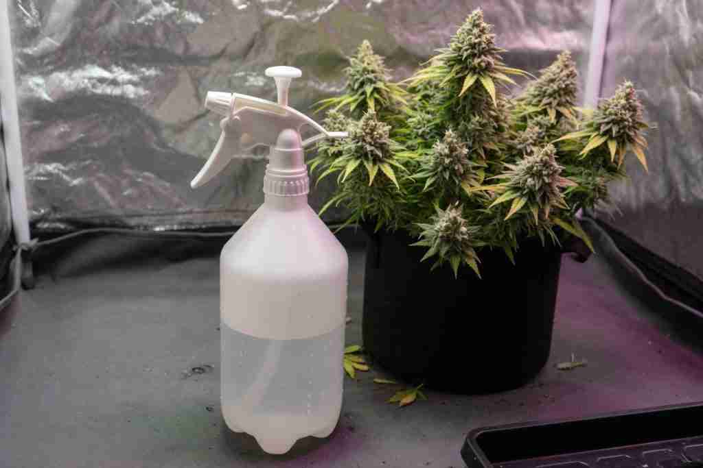 Unlabeled sprayer beside a flowering cannabis plant