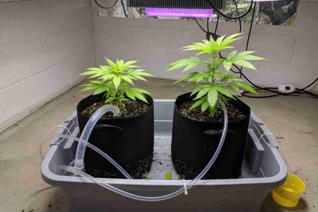 Two cannabis plants in one shared reservoir