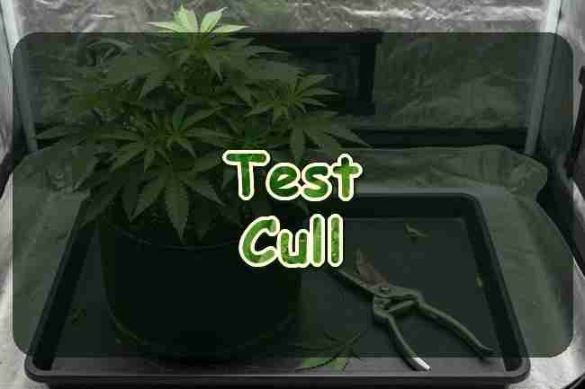 Cannabis plant and pruning shears in a tent