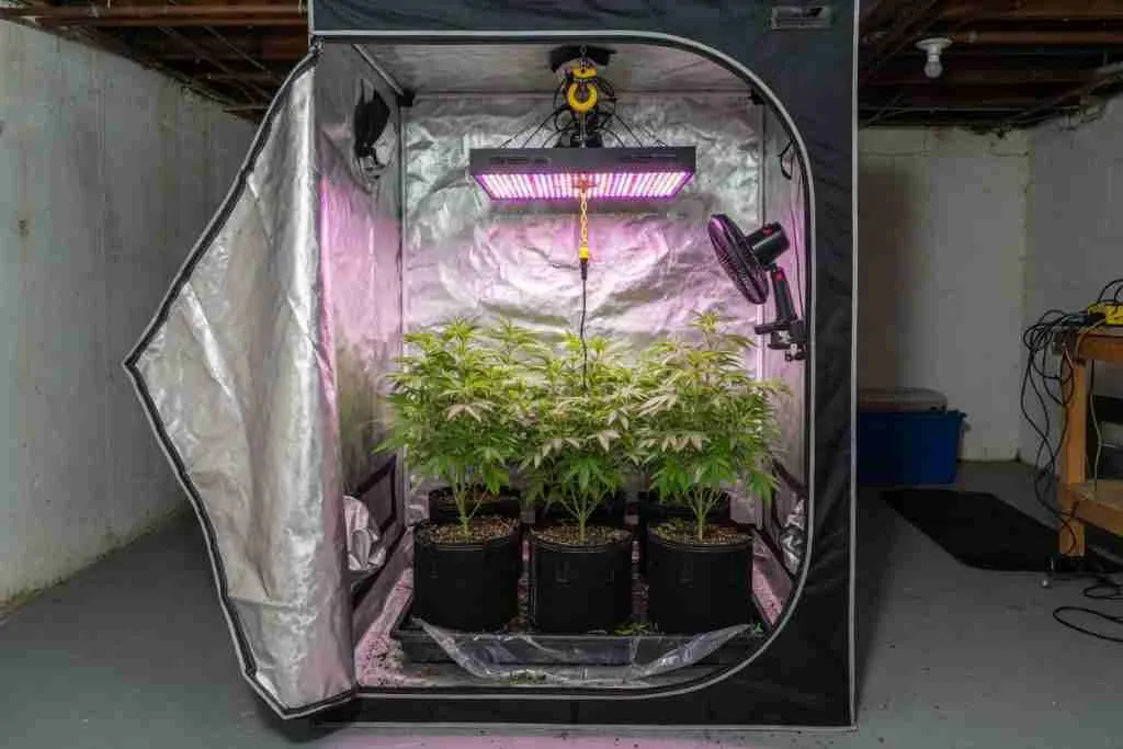 Home basement grow tent with fabric pots of vegetative cannabis under an LED bar