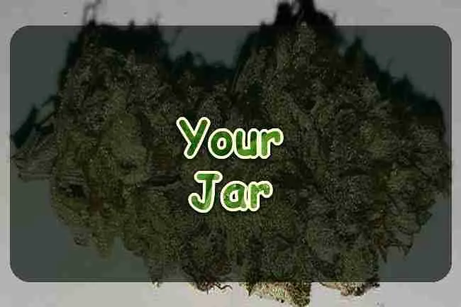 A dried cannabis bud