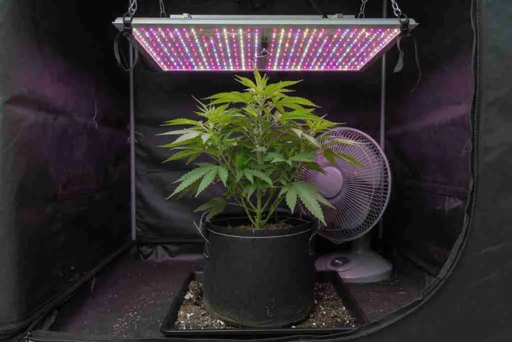 A cannabis plant under a lamp in a small tent