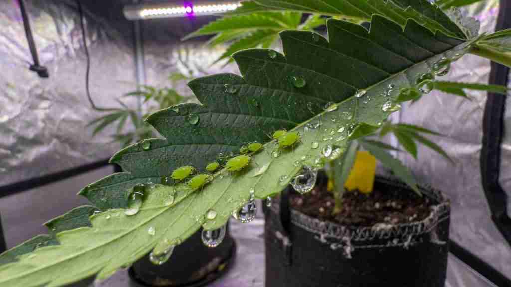 Cannabis leaf with honeydew droplets and green aphids along the underside edge in a grow tent