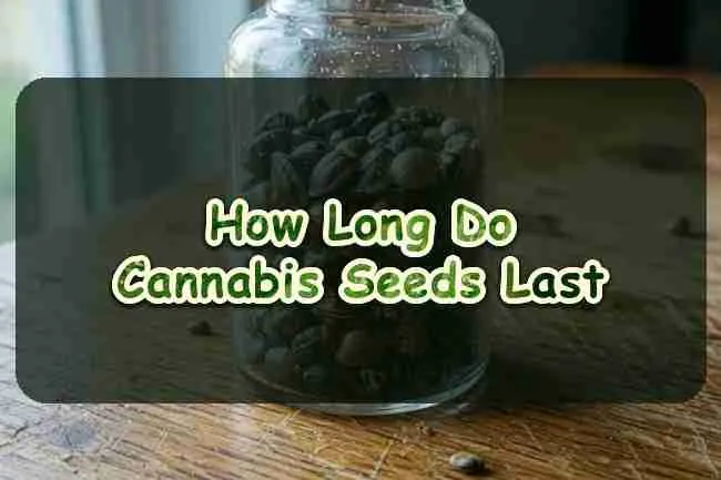 How Long Do Cannabis Seeds Last
