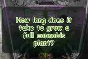 How long does it take to grow a full cannabis plant?