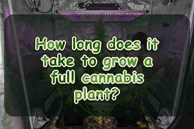 How long does it take to grow a full cannabis plant?