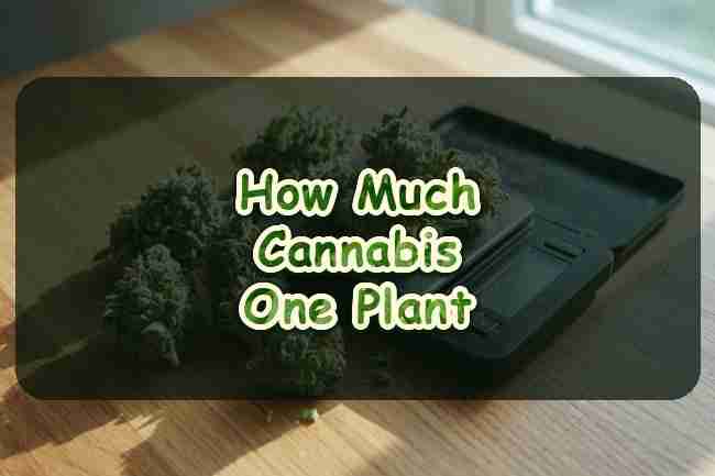 How Much Cannabis From One Plant