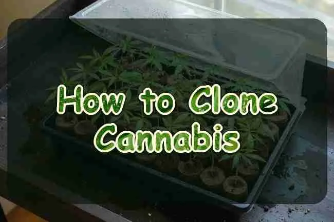 How to Clone Cannabis