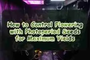 How to Control Flowering with Photoperiod Seeds for Maximum Yields