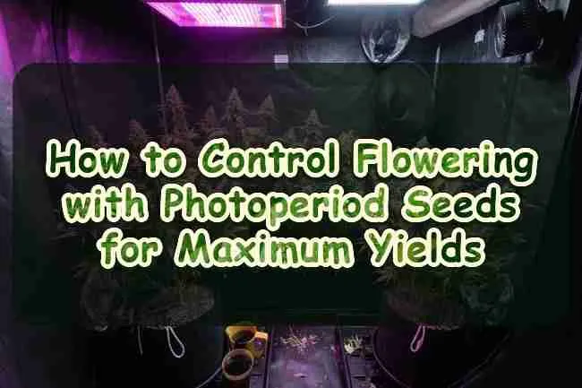 How to Control Flowering with Photoperiod Seeds for Maximum Yields