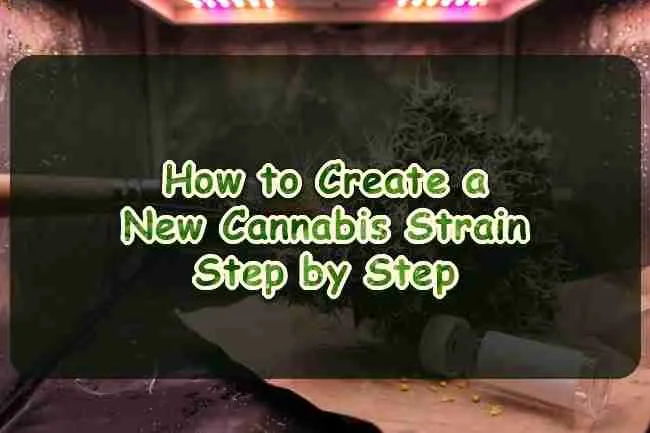 How to Create a New Cannabis Strain Step by Step