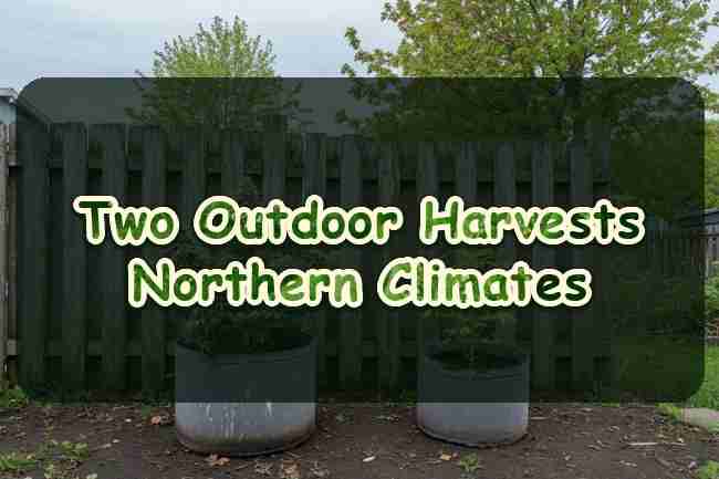 Two outdoor harvests northern climates