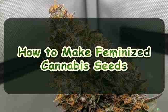 How to Make Feminized Cannabis Seeds