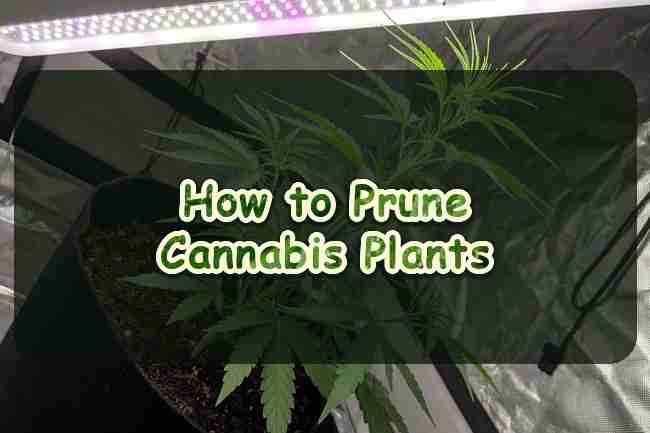 How to Prune Cannabis Plants