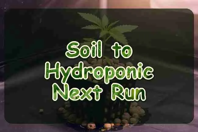 A cannabis seedling started in clay pebbles