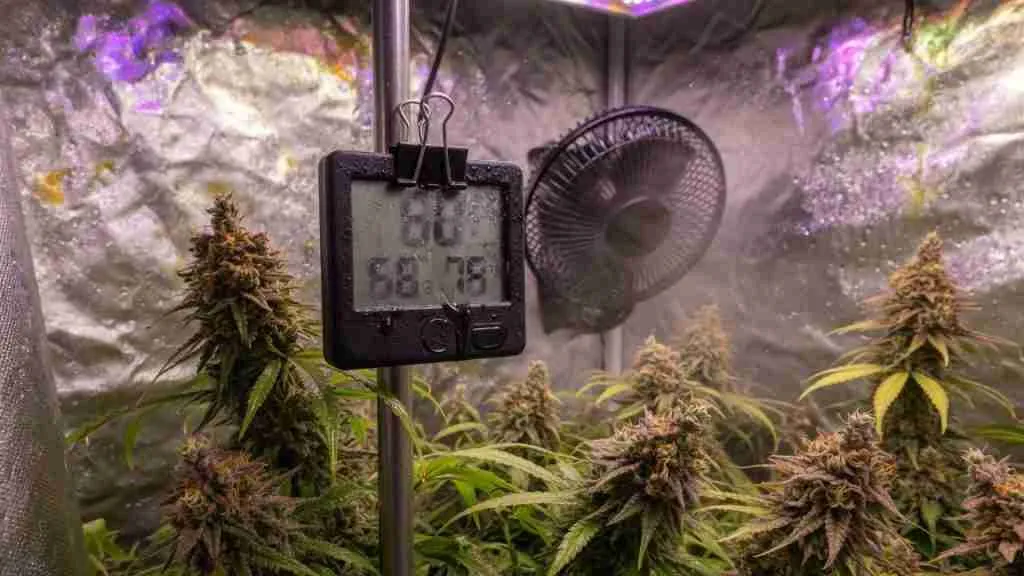 Thermo-hygrometer clipped in a humid grow tent among flowering cannabis colas