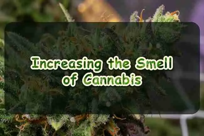 Increasing the Smell of Cannabis