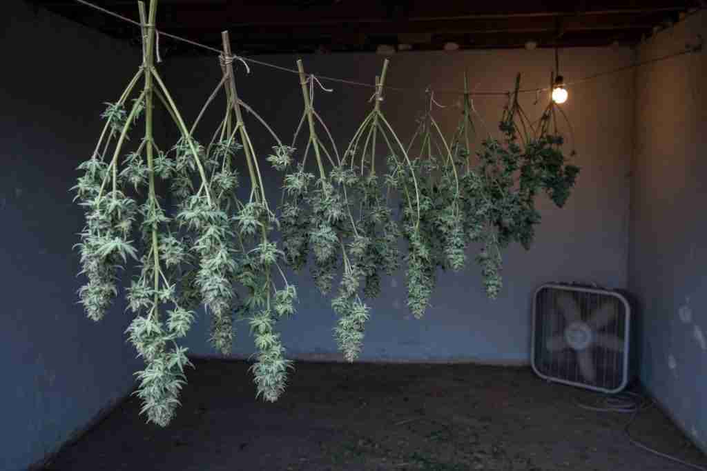 Harvested cannabis branches hanging to dry in a dark cool room