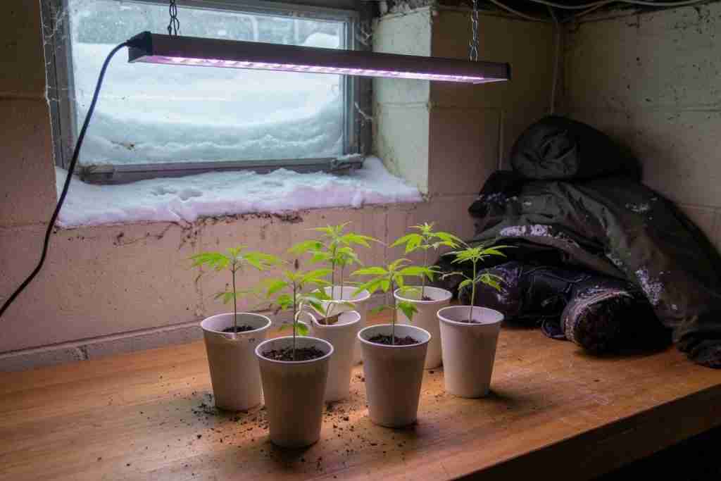 Cannabis seedlings in paper cups under a small LED with snow piled in a basement window
