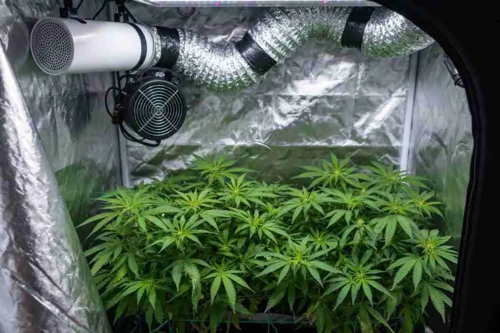 Carbon filter, ducting, and a fan above a cannabis canopy in a grow tent