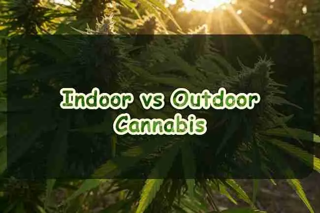 Indoor vs Outdoor Cannabis