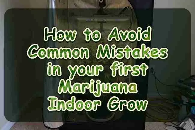 A flowering cannabis plant inside an open grow tent