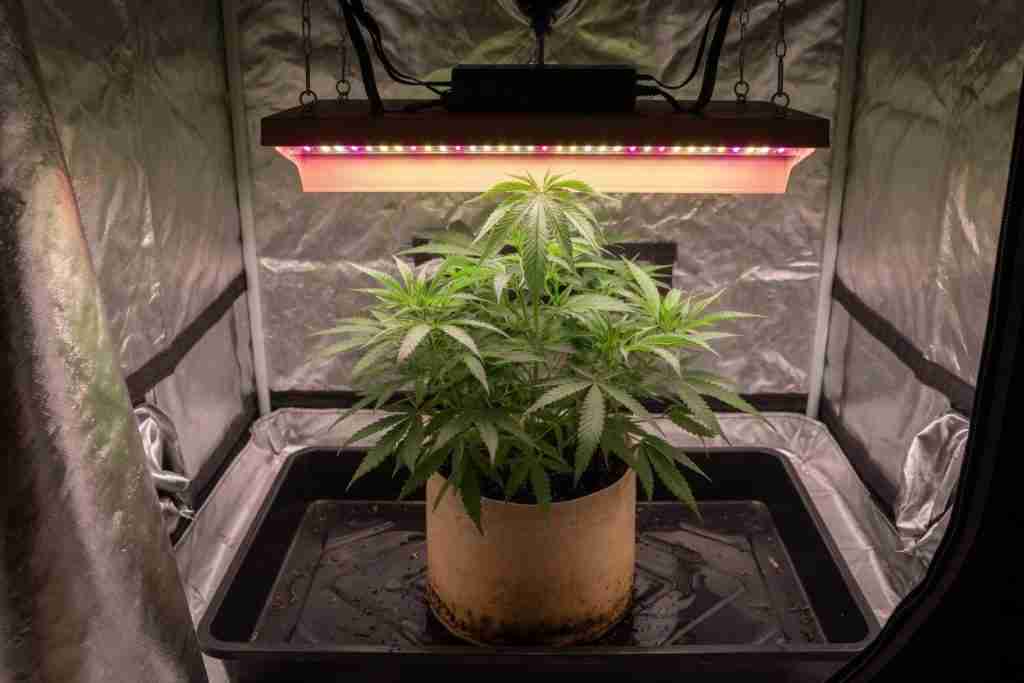 A cannabis plant with space under a tent lamp