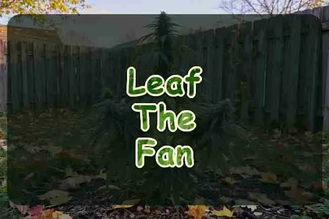 A mature cannabis fan leaf in daylight