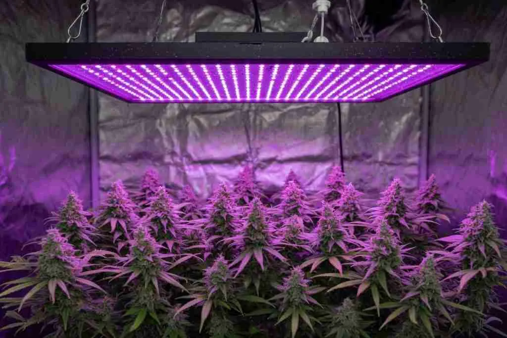 Full-spectrum LED panel over a dense flowering cannabis canopy in a grow tent