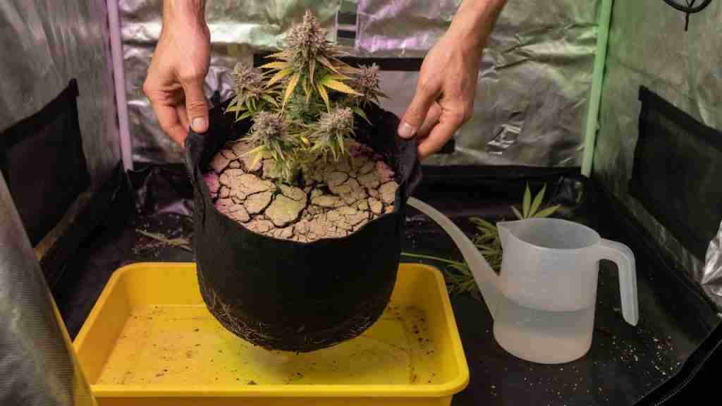 Hands lifting a dry fabric pot of flowering cannabis over a yellow runoff tray in a grow tent