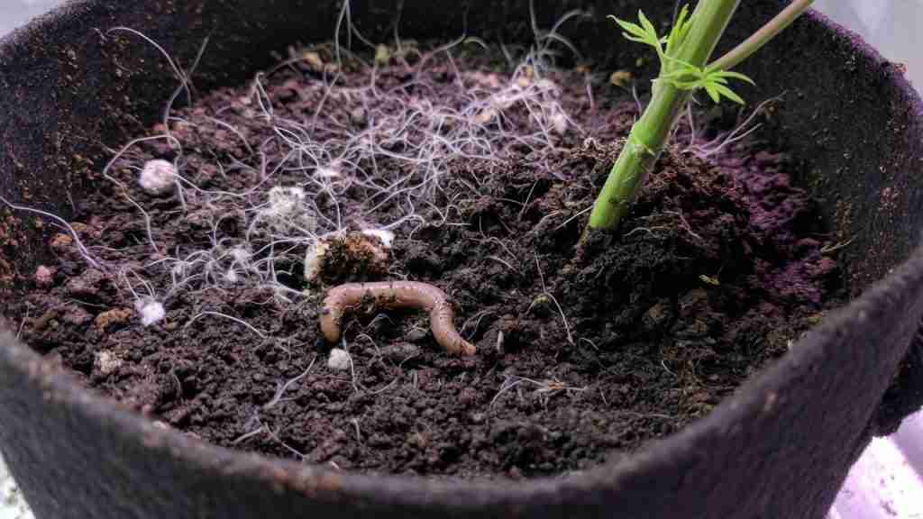 Living soil in a fabric pot with mycelium threads and an earthworm around a cannabis stem