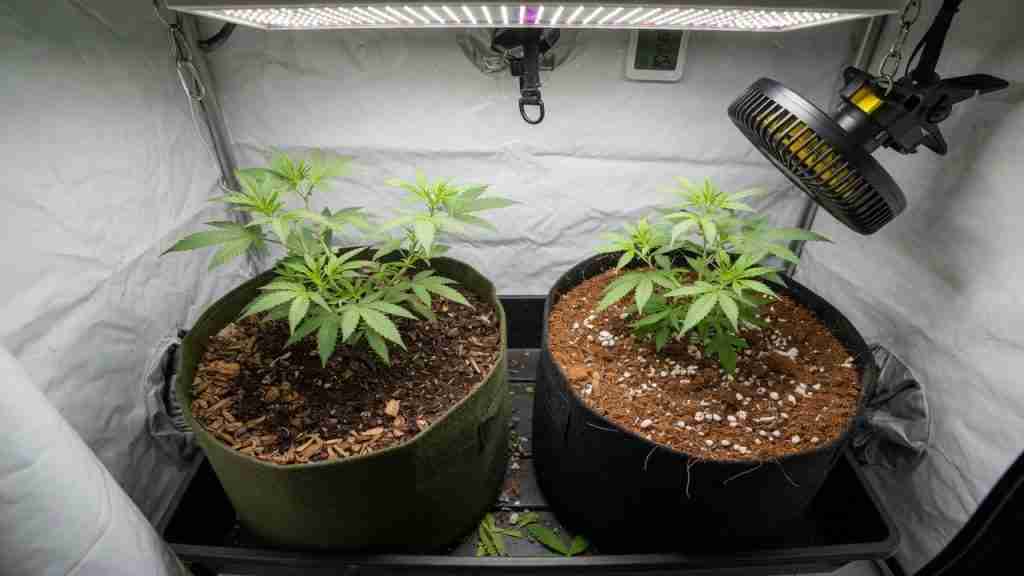 Two fabric pots in a grow tent, living soil with wood mulch on the left and coco with perlite on the right, vegetative cannabis in both