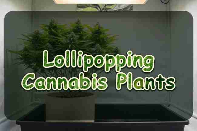 Lollipopping Cannabis Plants