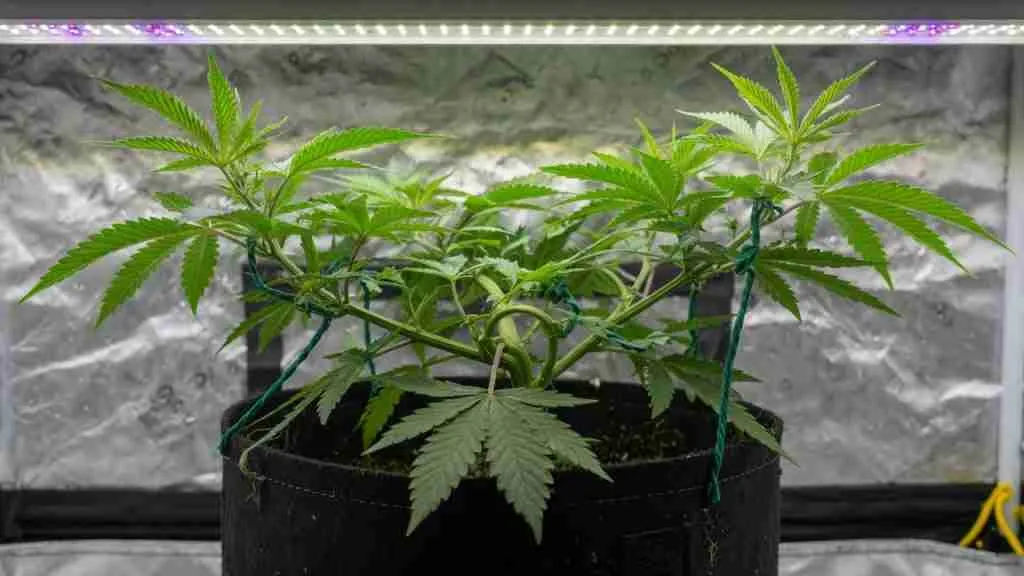Young cannabis plant tied down with soft green ties under an LED bar in a grow tent