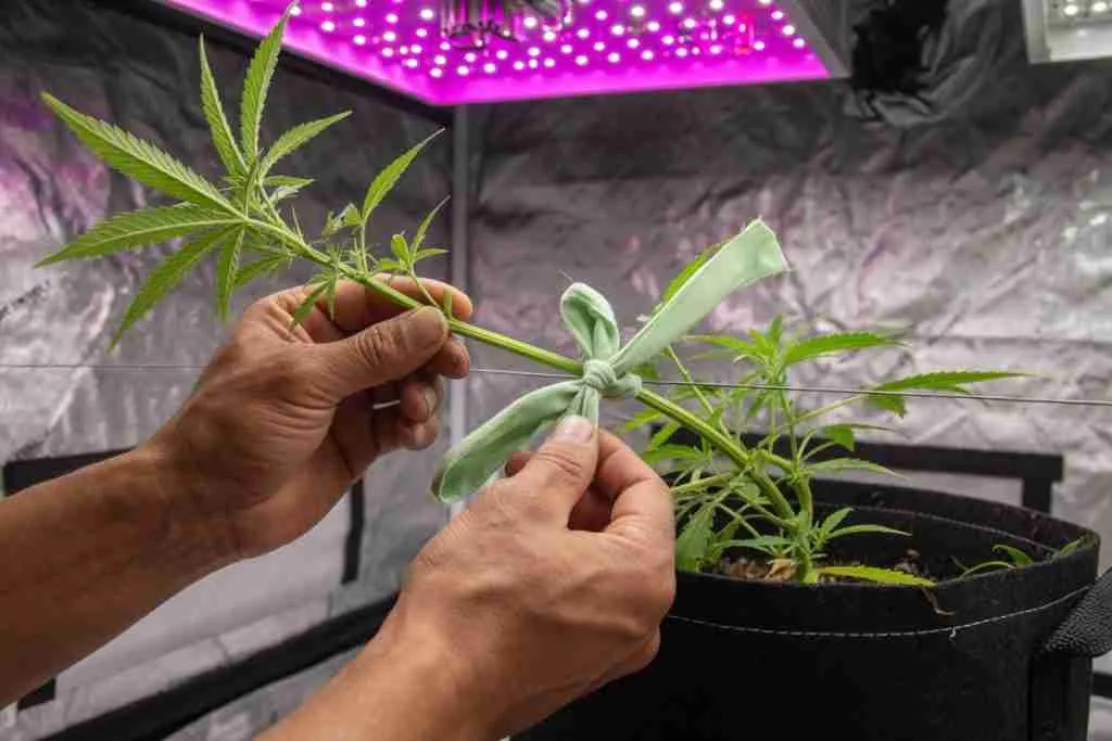 Hands tying a soft plant tie around a vegetative cannabis stem for low-stress training in a grow tent